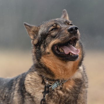 Собаки в добрые руки - Альма - 2