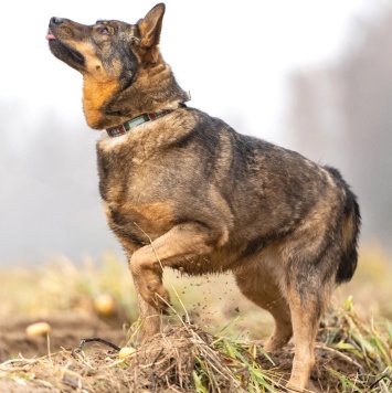 Собаки в добрые руки - Альма - 4