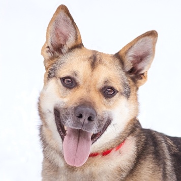 Собаки в добрые руки - Ода