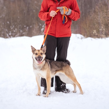 Собаки в добрые руки - Ода - 1