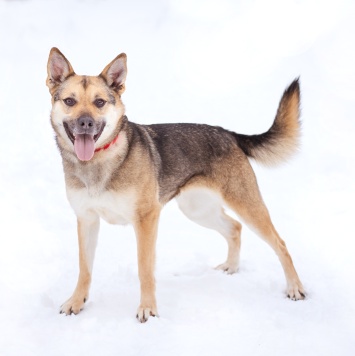 Собаки в добрые руки - Ода - 3