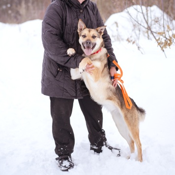 Собаки в добрые руки - Ода - 2