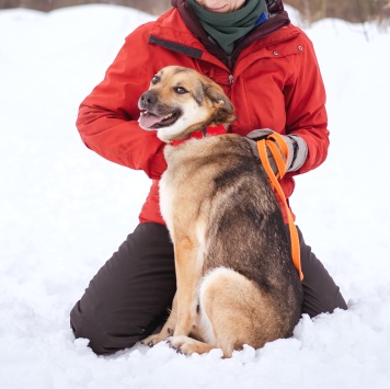 Собаки в добрые руки - Ода - 4