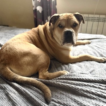 Собаки в добрые руки - Яша