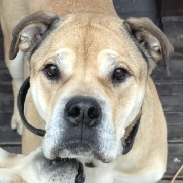 Собаки в добрые руки - Яша - 1