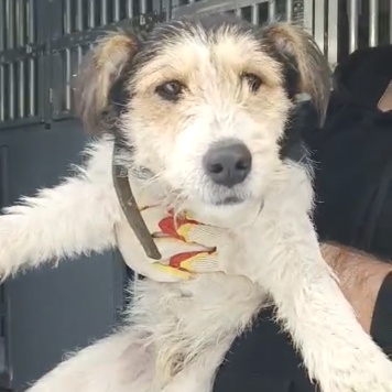 Собаки в добрые руки - Ричард