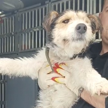 Собаки в добрые руки - Ричард - 1