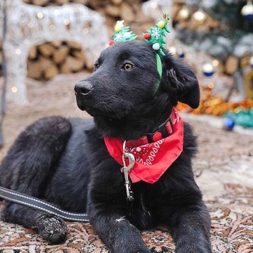 Мишутка - Собаки в добрые руки