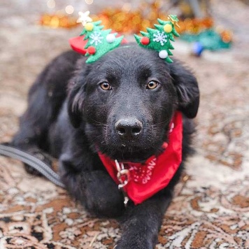 Собаки в добрые руки - Мишутка - 1