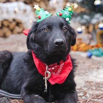 Собаки в добрые руки - Мишутка - 2