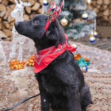 Собаки в добрые руки - Мишутка - 3