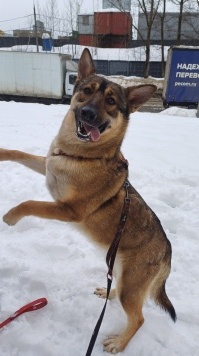 Собаки в добрые руки - Сара