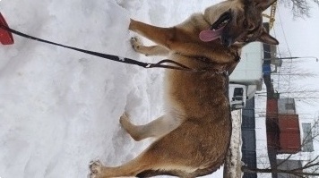 Собаки в добрые руки - Сара - 1