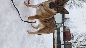 Собаки в добрые руки - Сара - 2