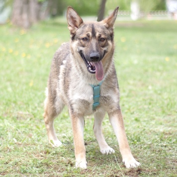 Собаки в добрые руки - Сара - 4