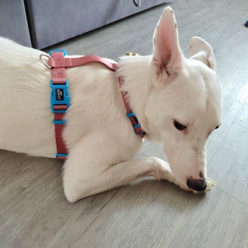 Собаки в добрые руки - Арчи