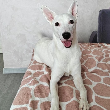 Собаки в добрые руки - Арчи - 1