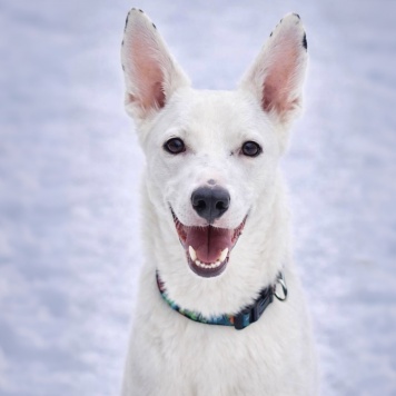 Собаки в добрые руки - Арчи - 2