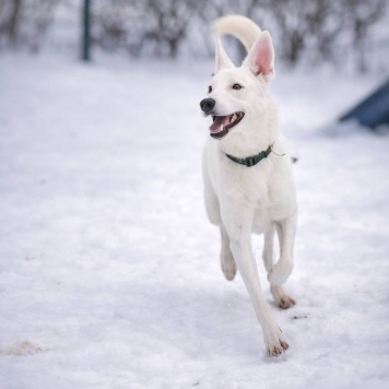 Собаки в добрые руки - Арчи - 3