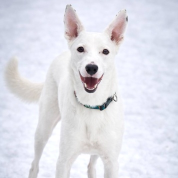 Собаки в добрые руки - Арчи - 4