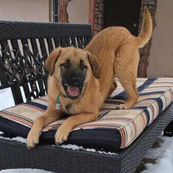 Собаки в добрые руки - Рада - 1