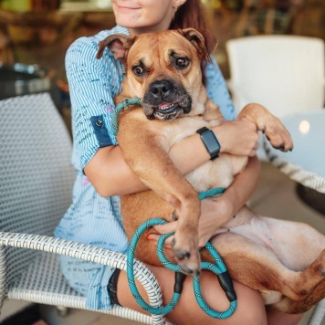 Собаки в добрые руки - Джуди