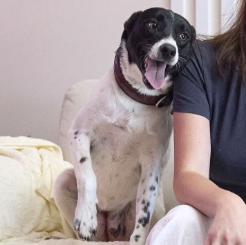 Собаки в добрые руки - Джес