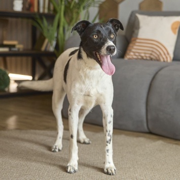 Собаки в добрые руки - Джес - 1