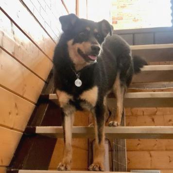 Собаки в добрые руки - Гретта