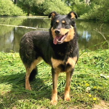 Собаки в добрые руки - Гретта - 1