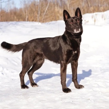 Собаки в добрые руки - Рада