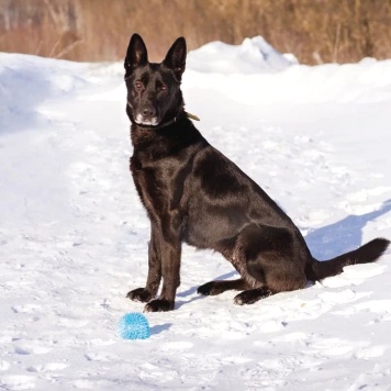 Собаки в добрые руки - Рада - 2