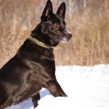 Собаки в добрые руки - Рада - 4