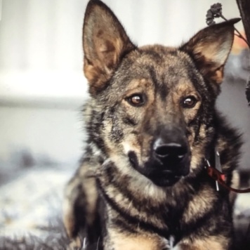 Пряник - Собаки в добрые руки