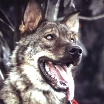 Собаки в добрые руки - Пряник - 1