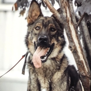 Собаки в добрые руки - Пряник - 2