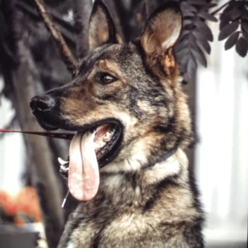 Собаки в добрые руки - Пряник - 3