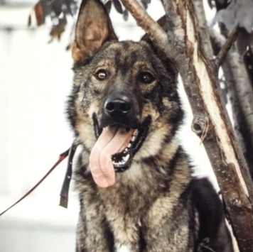 Собаки в добрые руки - Пряник - 4