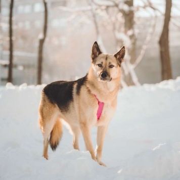 Собаки в добрые руки - Пеппи