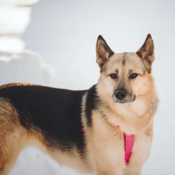 Собаки в добрые руки - Пеппи - 1