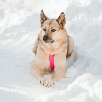 Собаки в добрые руки - Пеппи - 2