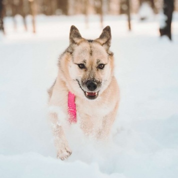 Собаки в добрые руки - Пеппи - 3