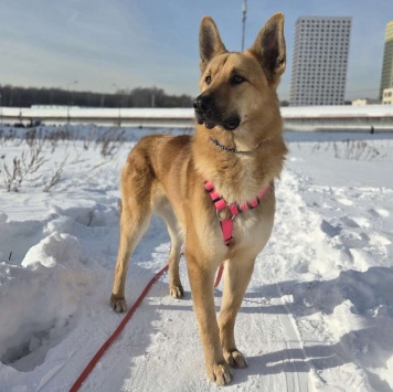 Собаки в добрые руки - Рэй