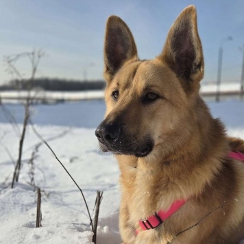 Собаки в добрые руки - Рэй - 1