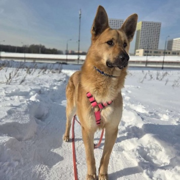 Собаки в добрые руки - Рэй - 2