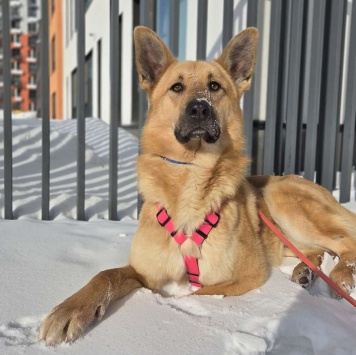 Собаки в добрые руки - Рэй - 3