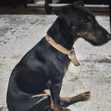 Собаки в добрые руки - Бони