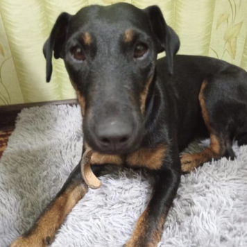 Собаки в добрые руки - Бони - 1