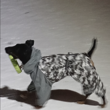 Собаки в добрые руки - Бони - 2