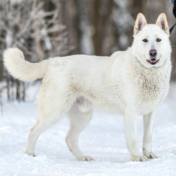 Собаки в добрые руки - Денди